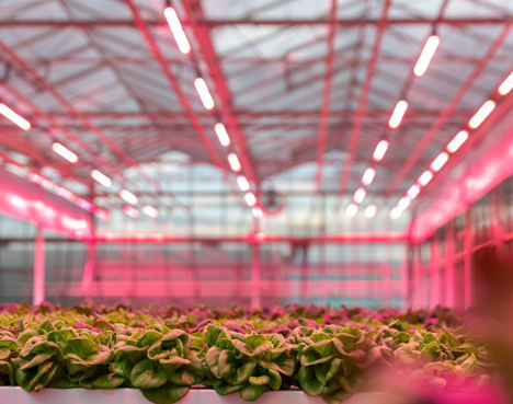 Salanova® Teenleaf Rijk Zwaans Lösung für frisch geschnittenen Salat